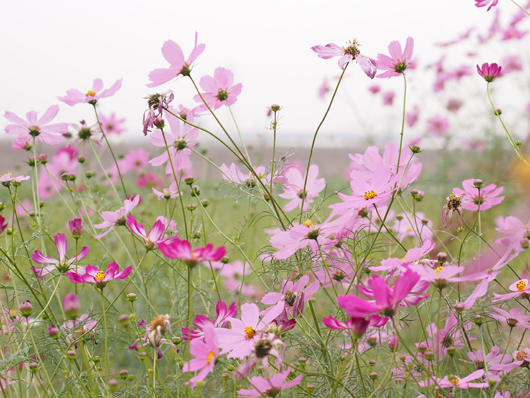 2011_11_秋桜のように1