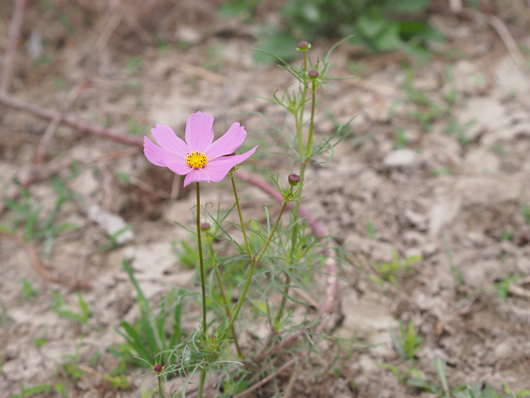 2011_11_秋桜のように4