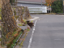 2012_3_日本の棚田百選9