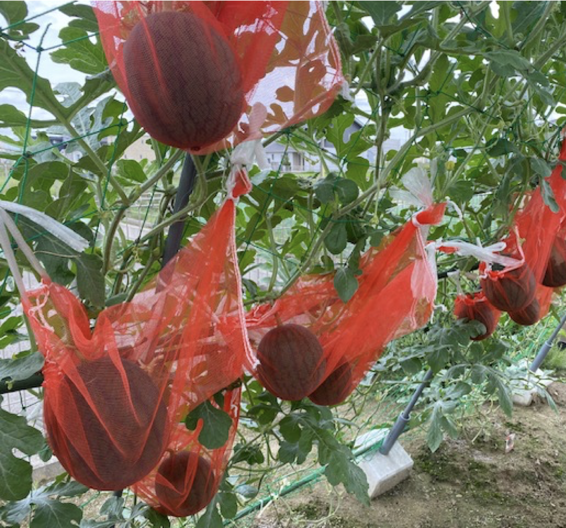 ガーデン創り第2弾