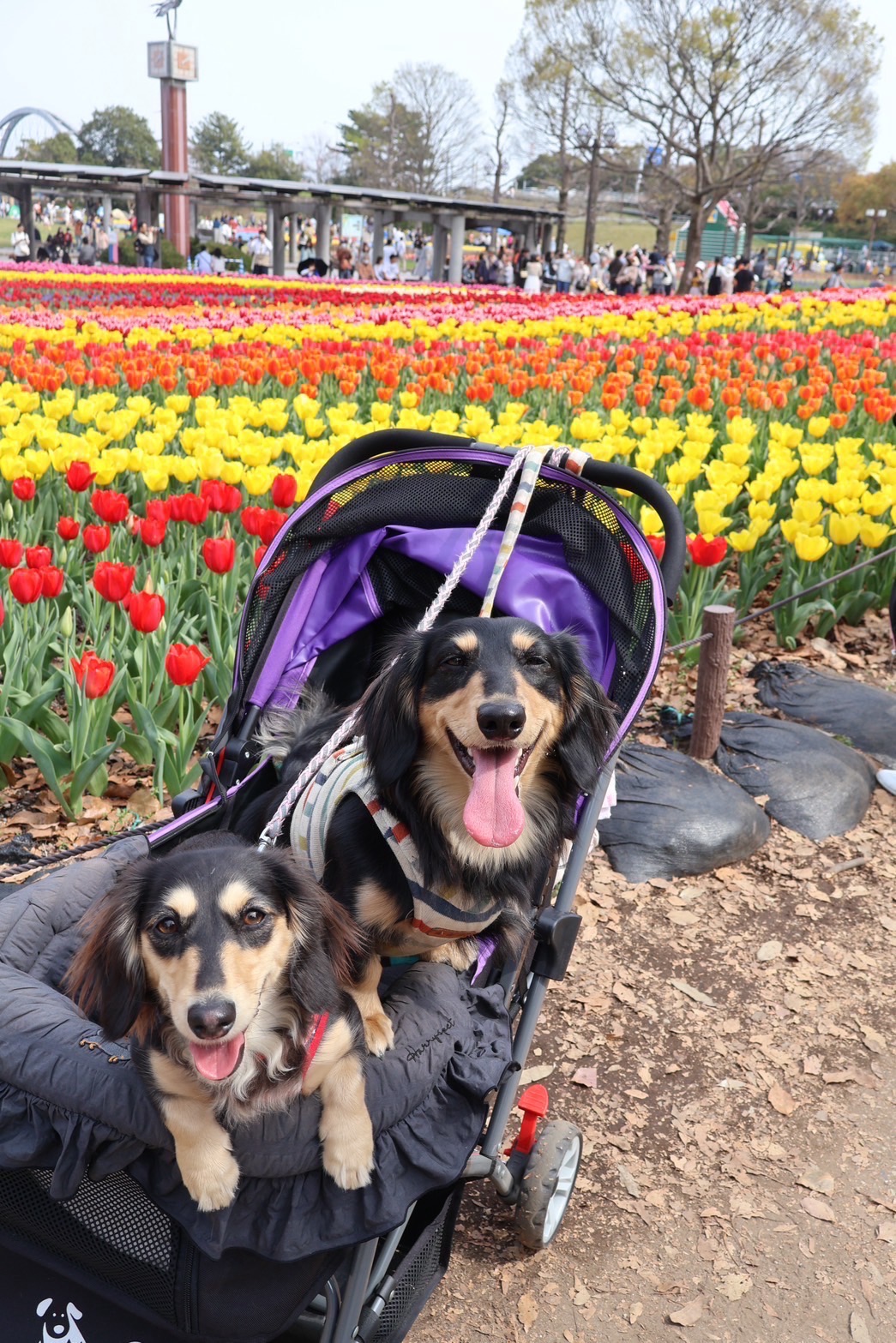 癒されています