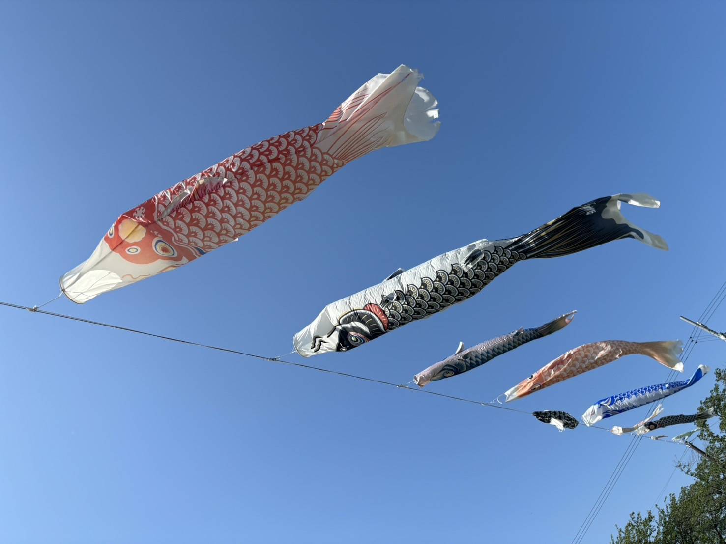 鯉のぼり祭りに行ってきました！