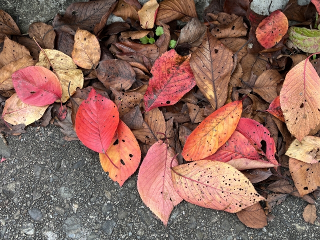 紅葉と落ち葉